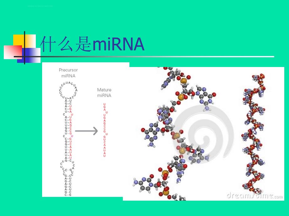 miRNA及其发展和应用ppt课件_第4页