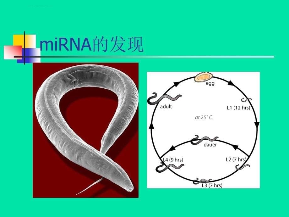 miRNA及其发展和应用ppt课件_第5页