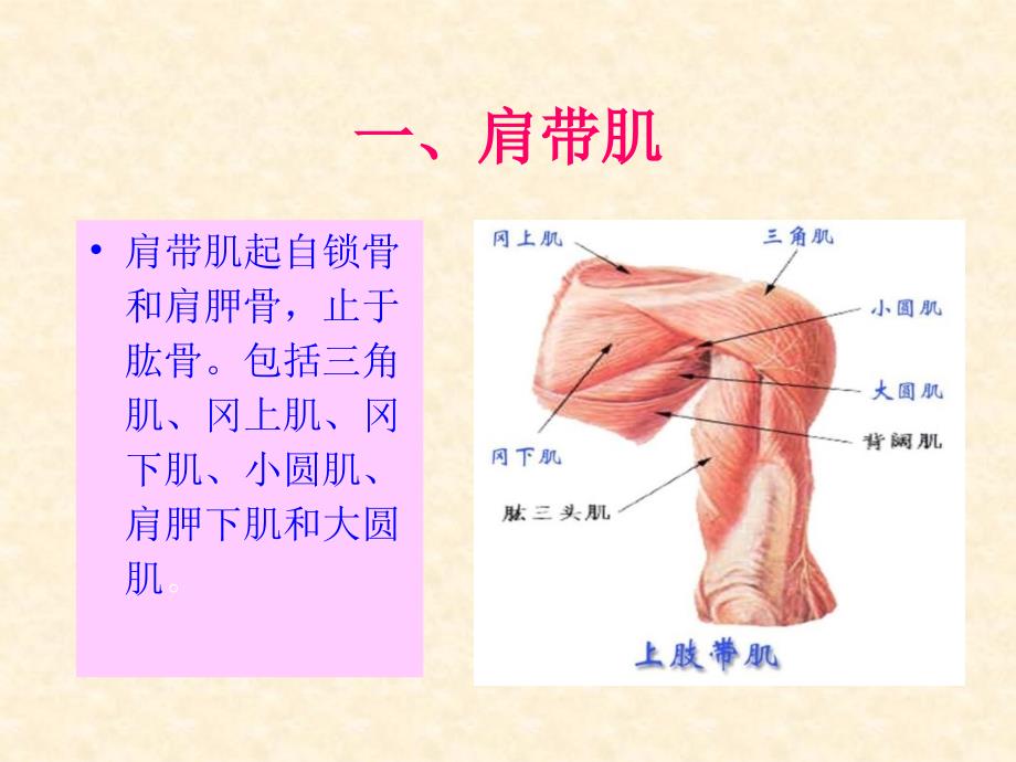 人体解剖-骨骼肌-上肢肌_第2页