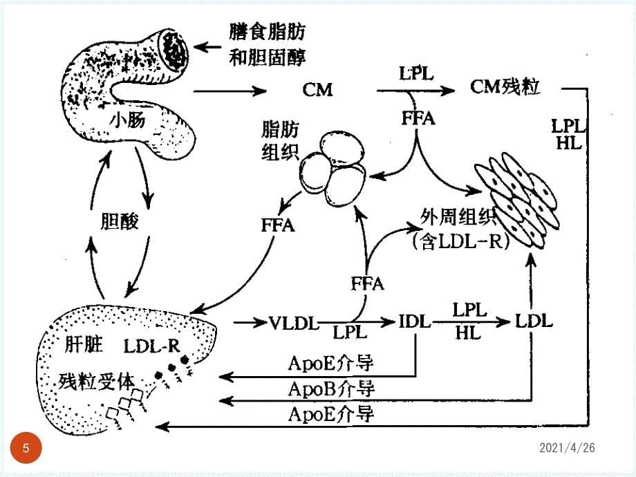 调血脂药及抗动脉粥样硬化药_第5页