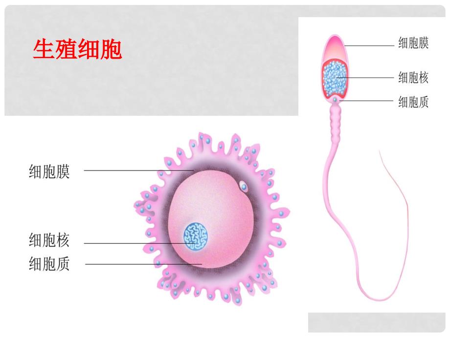 八年级生物下册 6.1.3 人的生殖和胚胎发育课件 （新版）冀教版_第2页