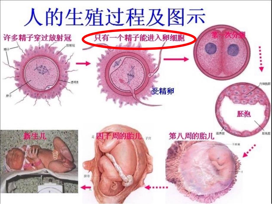 八年级生物下册 6.1.3 人的生殖和胚胎发育课件 （新版）冀教版_第3页