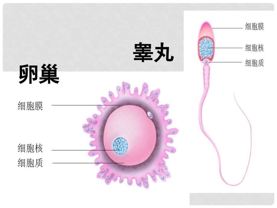 八年级生物下册 6.1.3 人的生殖和胚胎发育课件 （新版）冀教版_第5页