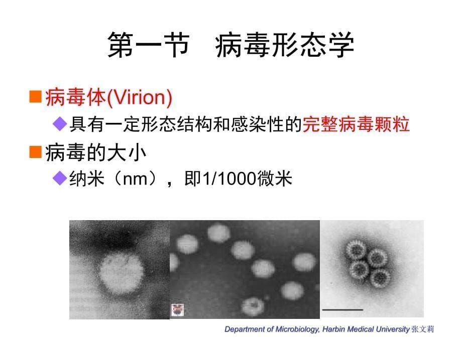 微生物学第4章病毒的基本性状_第5页