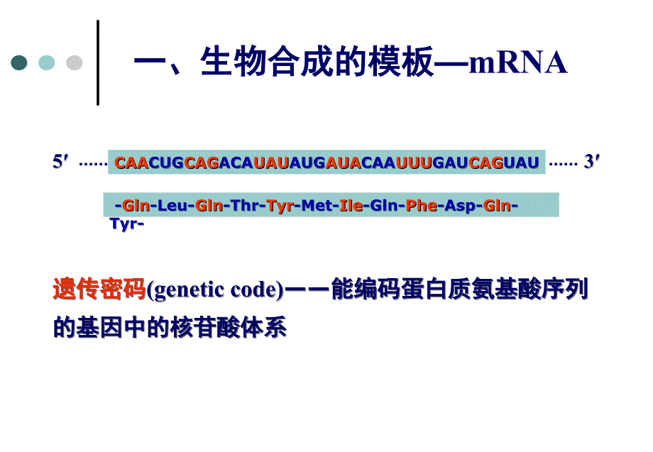 蛋白质生物合成-翻译及翻译后过程.ppt_第4页