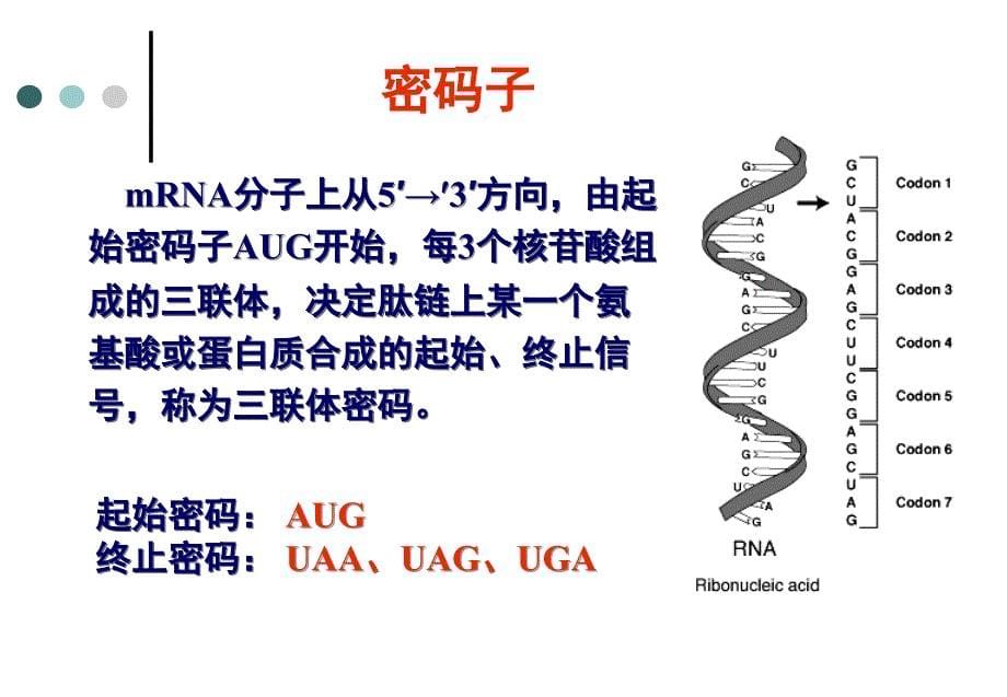 蛋白质生物合成-翻译及翻译后过程.ppt_第5页