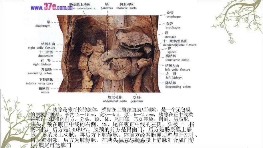 胰腺超声诊断医学课件_第3页