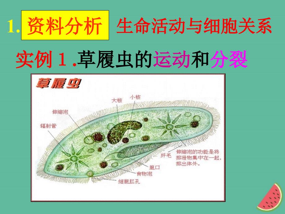 四川省成都市高中生物 第一章 走近细胞 1.1 从生物圈到细胞课件 新人教版必修1_第4页