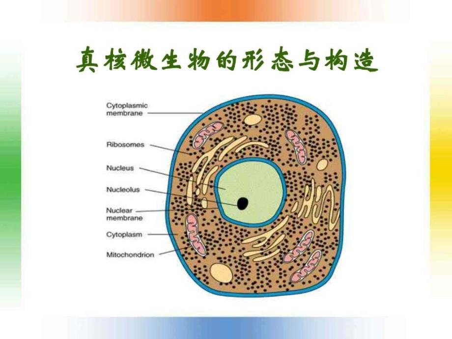 福州大学微生物 真核微生物的形态与构造_第3页