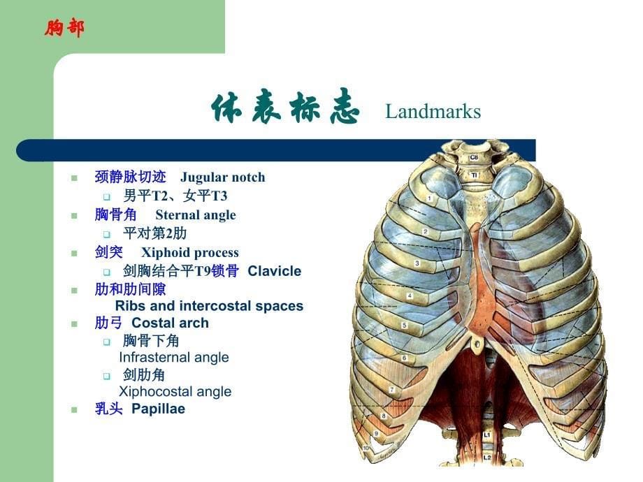 《局部解剖学》课件：胸前区、腋窝、股前内侧区_第5页