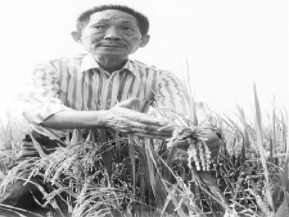 最新六年级语文上册第一单元3世界杂交水稻之父同步课件_第1页