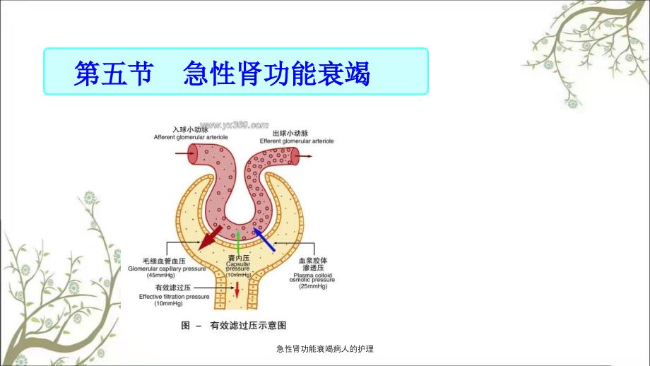 急性肾功能衰竭病人的护理课件_第2页