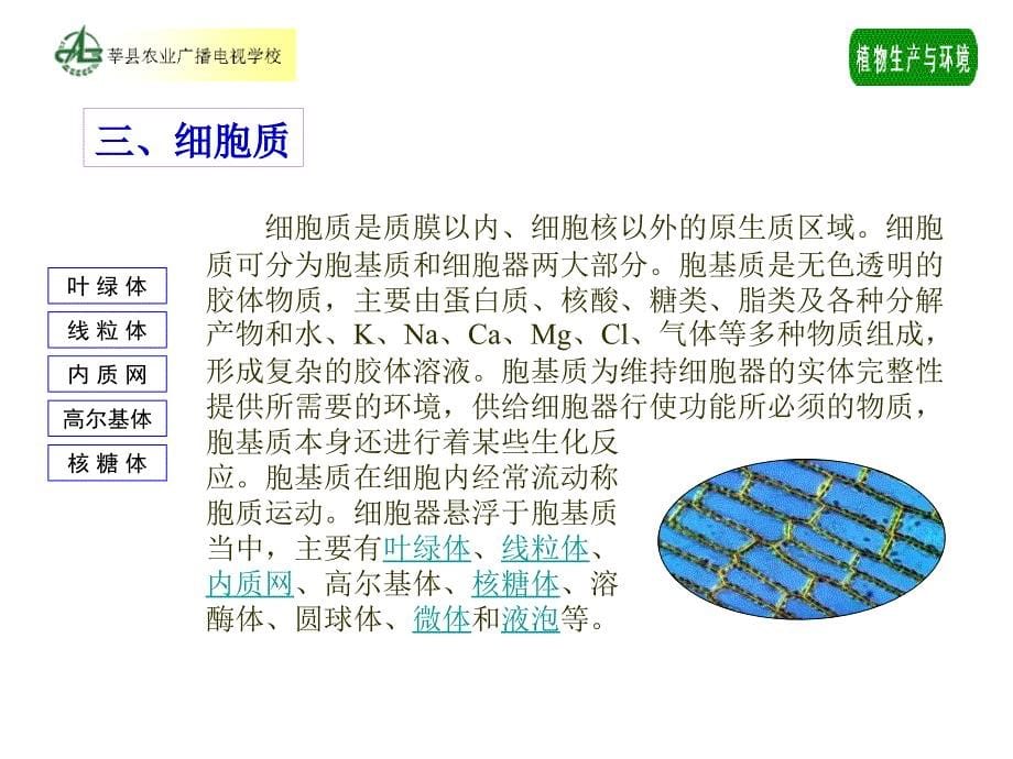 植物生产与环境第一章植物基础知识_第5页