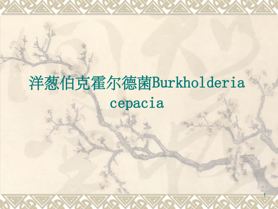 洋葱伯克霍尔德菌PPT课件_第1页