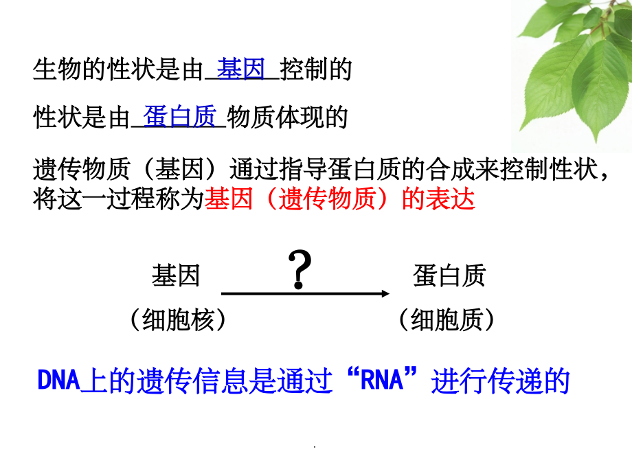 遗传信息的表达 ——RNA和蛋白质的合成PPT课件_第4页