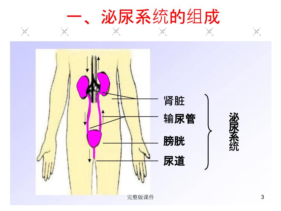 人体内废物的排出(优质课)ppt课件精选ppt_第3页