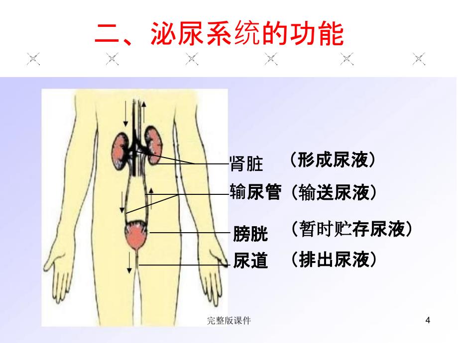 人体内废物的排出(优质课)ppt课件精选ppt_第4页