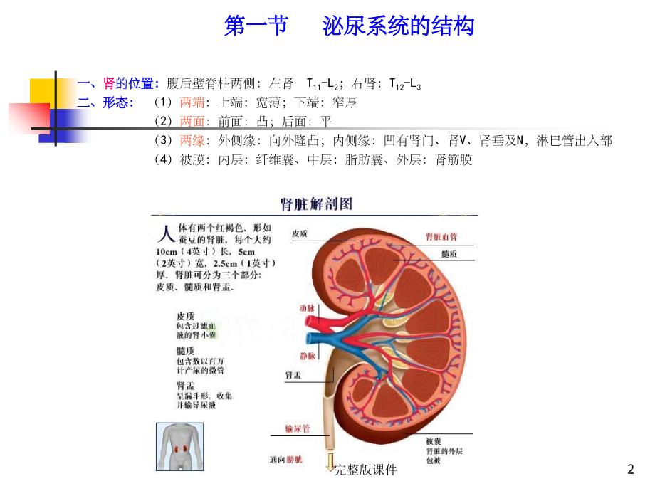 人体解剖生理学(泌尿系统)ppt课件精选ppt_第2页