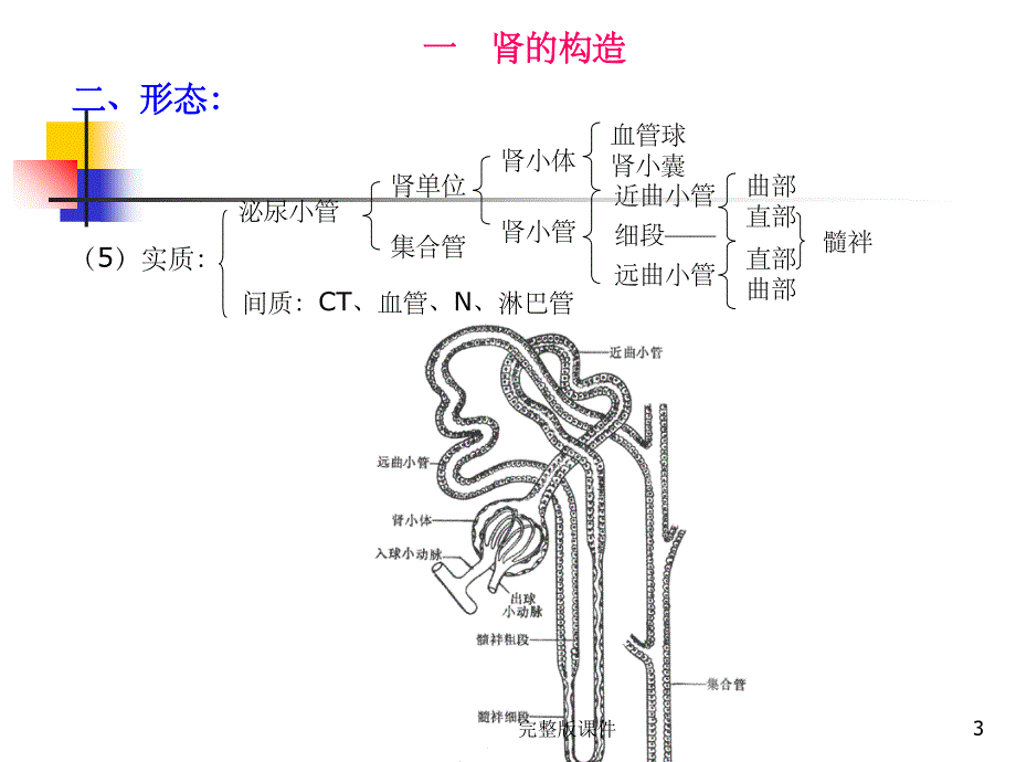 人体解剖生理学(泌尿系统)ppt课件精选ppt_第3页