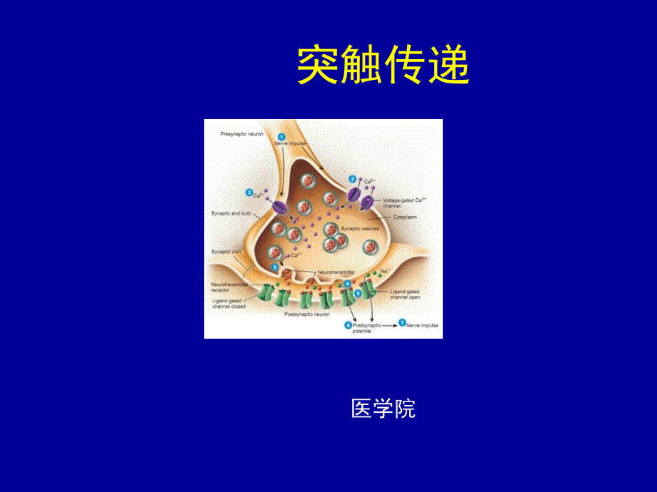 突触传递（临床医学5年制）_第1页