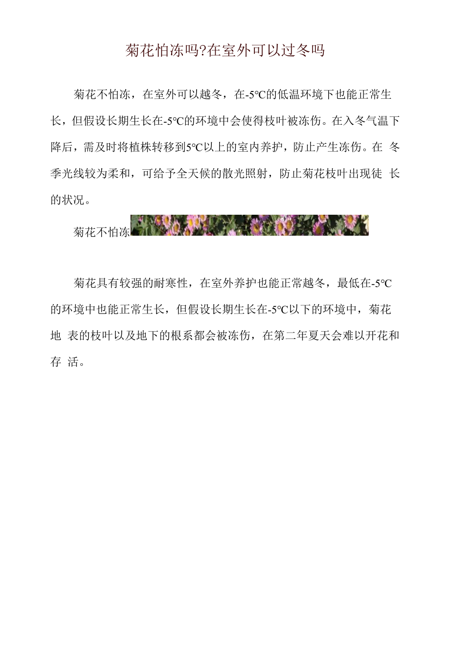 菊花怕冻吗-在室外可以过冬吗_第1页