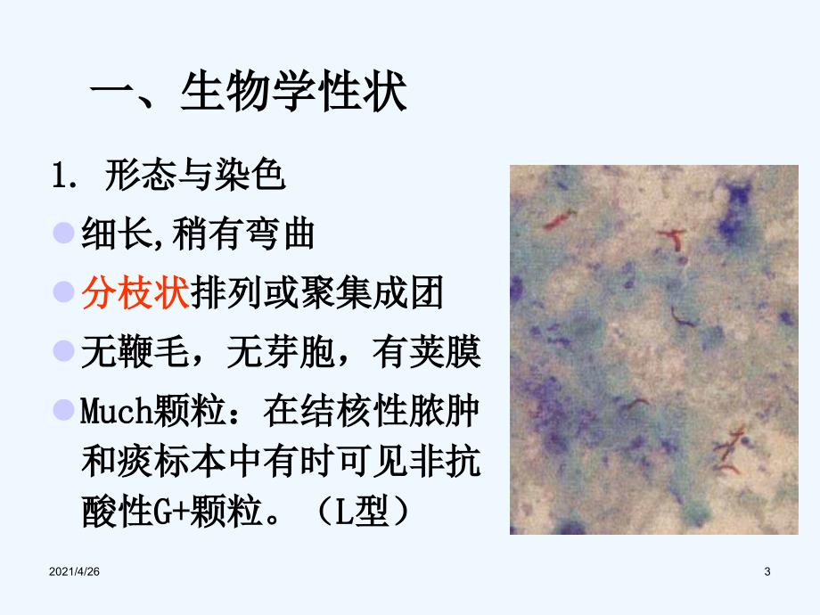 精品 结核分枝杆菌ppt医学微生物学课件_第3页