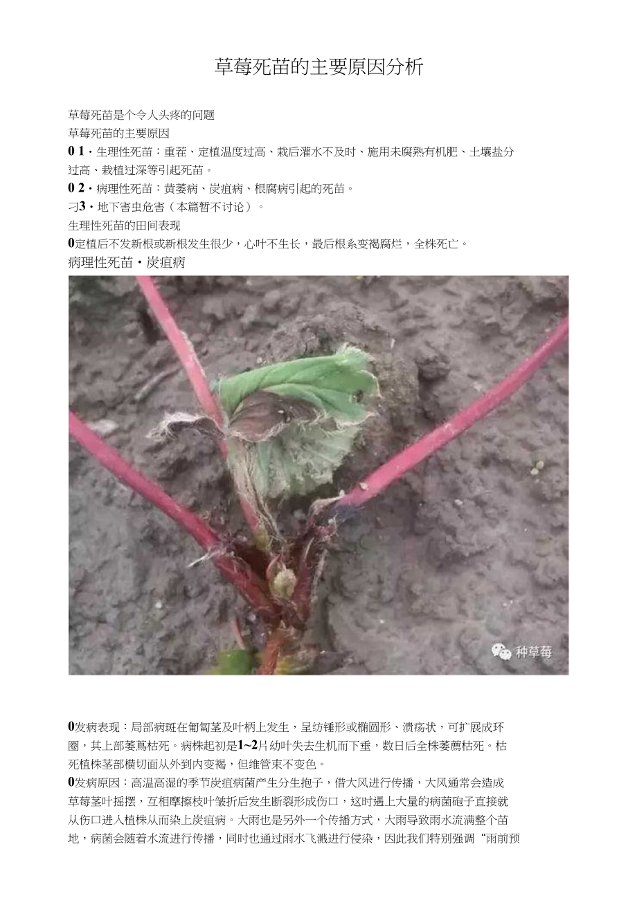 草莓死苗原因分析_第1页