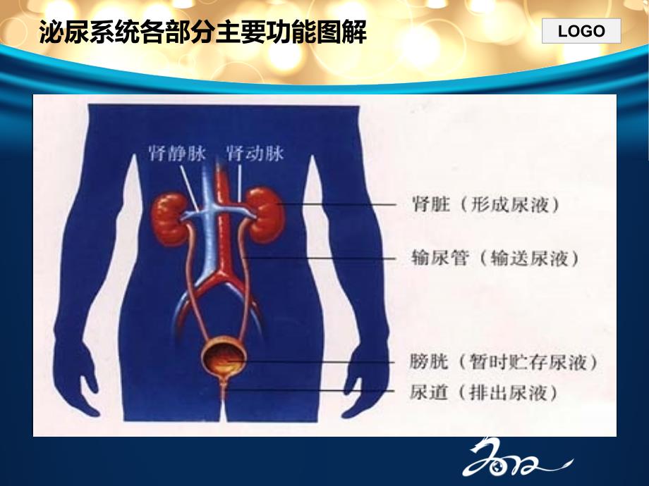 【新整理】泌尿系结石病人护理PPT课件_第4页