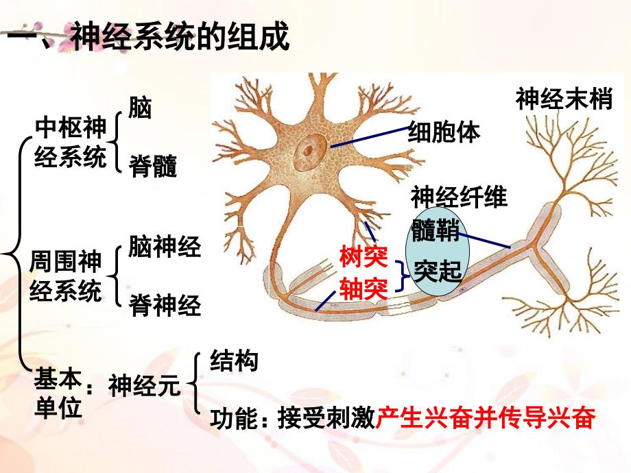 2.1《通过神经系统的调节》公开课--高中生物人教版必修三必修3人民教育出版社PPT课件普通高中_第3页