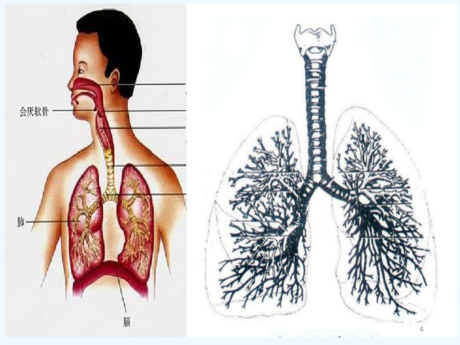 呼吸道异物阻塞的急救-PPT课件_第4页