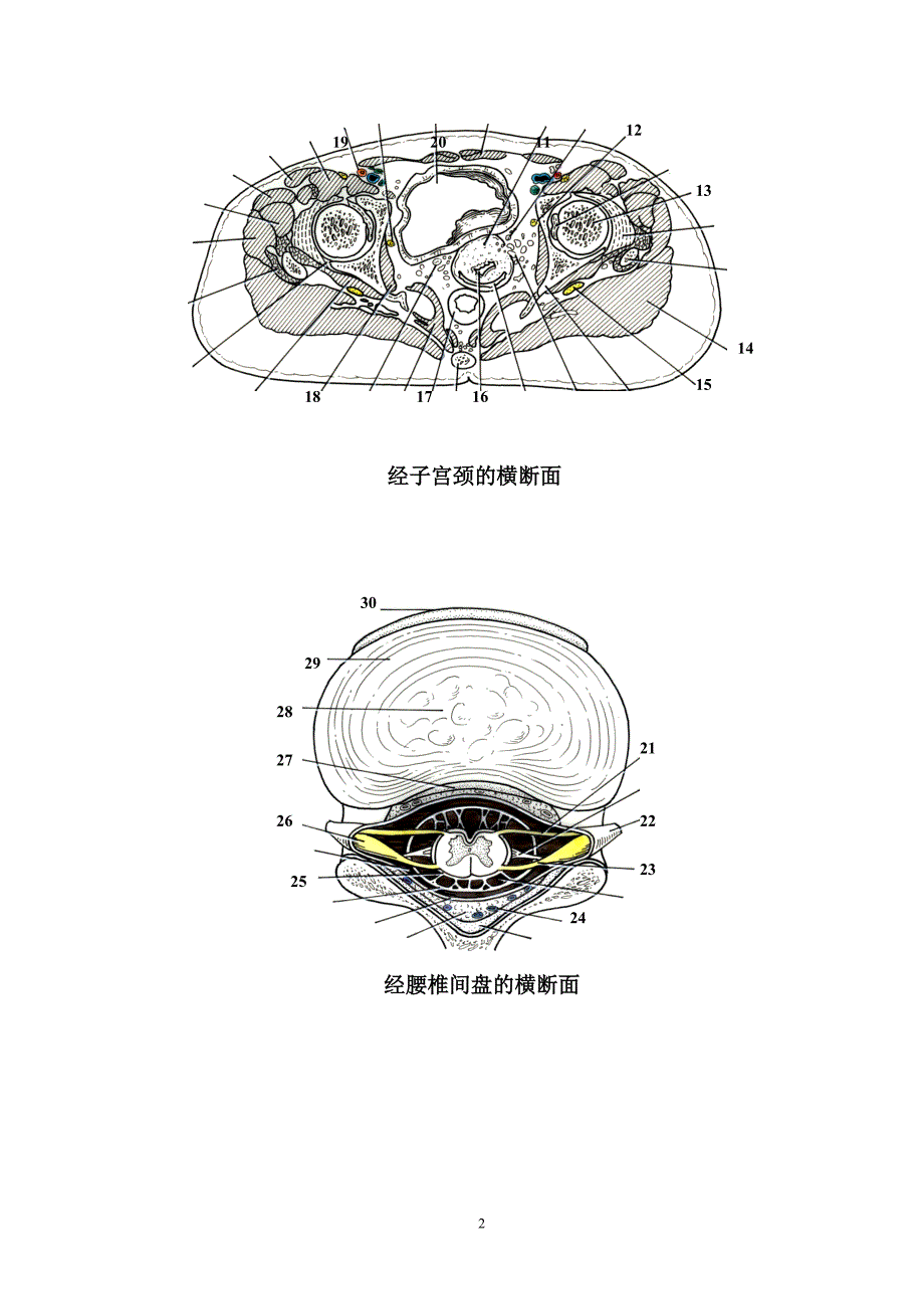 山东大学断层解剖学期末试题（四套）及答案_第2页