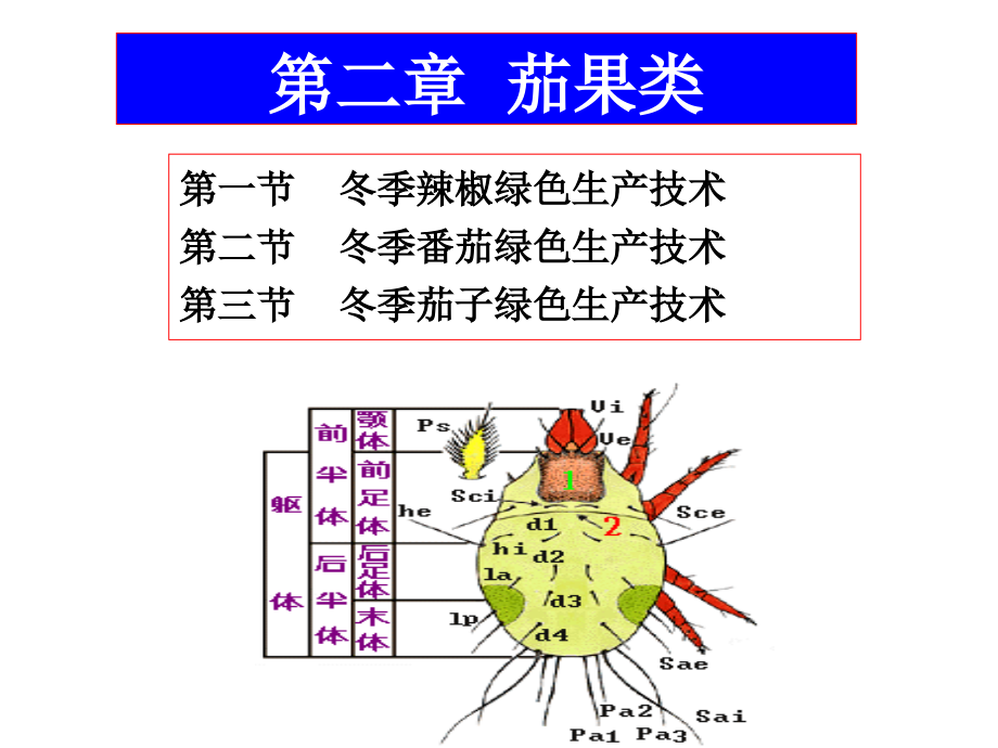 冬春辣椒绿色生产技术_第2页