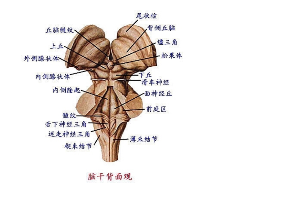 头颅ct断层解剖--SS课件_第3页