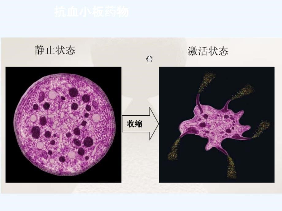 抗血小板相关用药_第5页