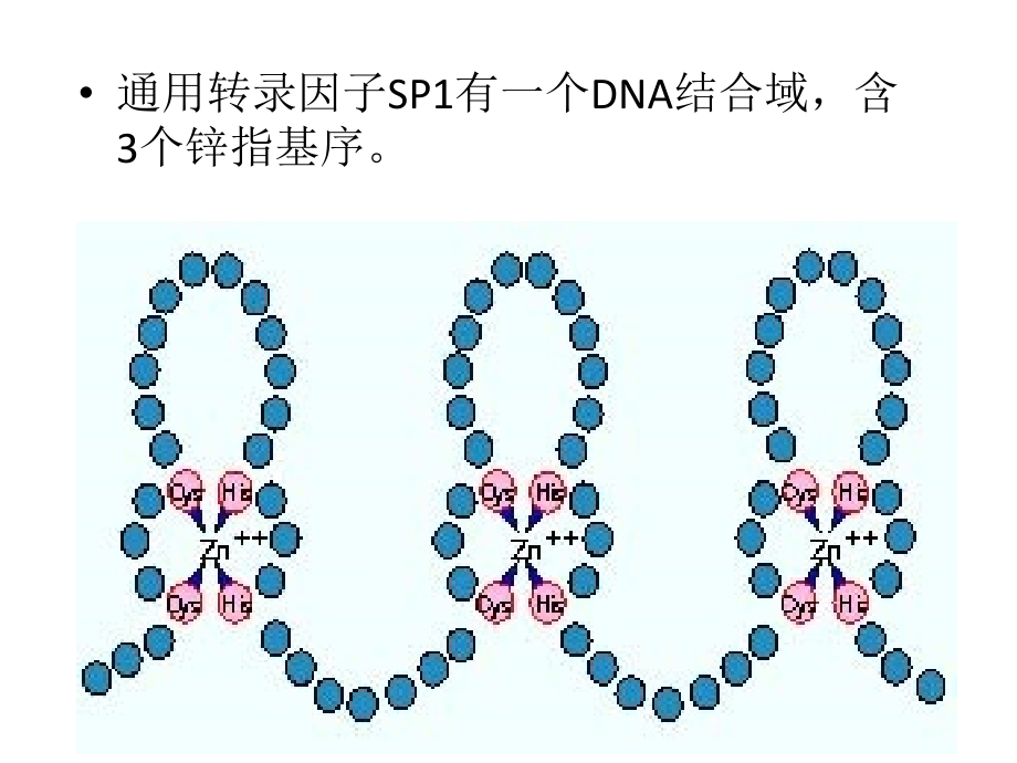 《DNA结合基序》PPT课件_第4页