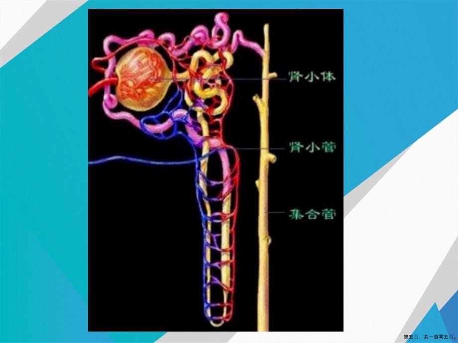 肾脏的功能讲课文档_第5页
