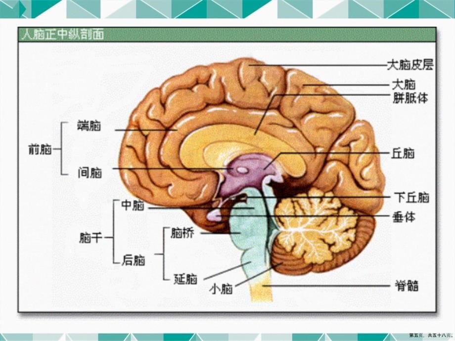 脑血管疾病影像学诊断讲课文档_第5页