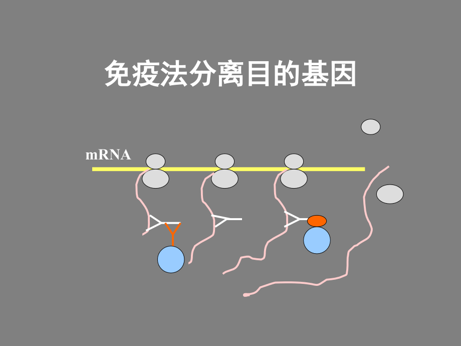 《基因工程制药》PPT课件_第5页