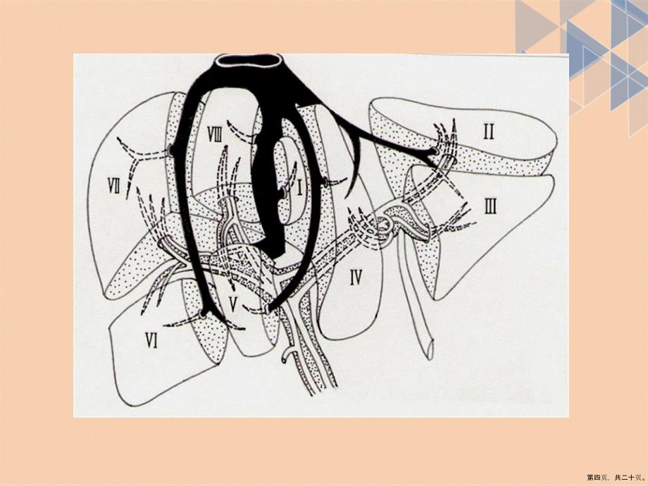肝段断层解剖讲课文档_第4页