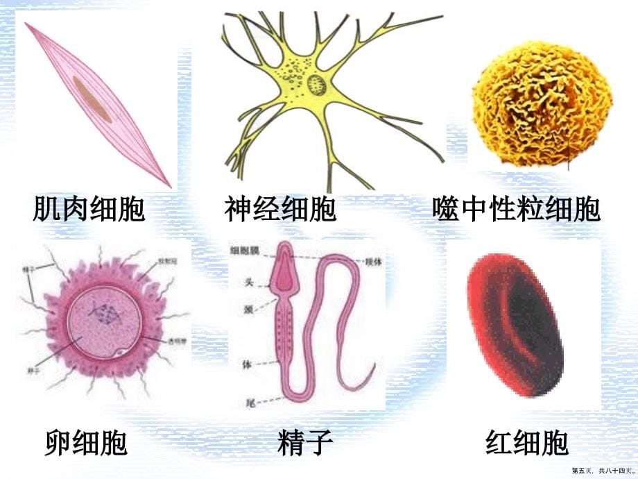 细胞的结构和功能苏教必修一第三章讲课文档_第5页