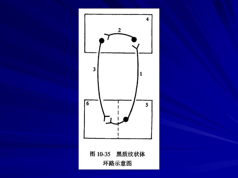 《基底神经节功能》PPT课件_第3页