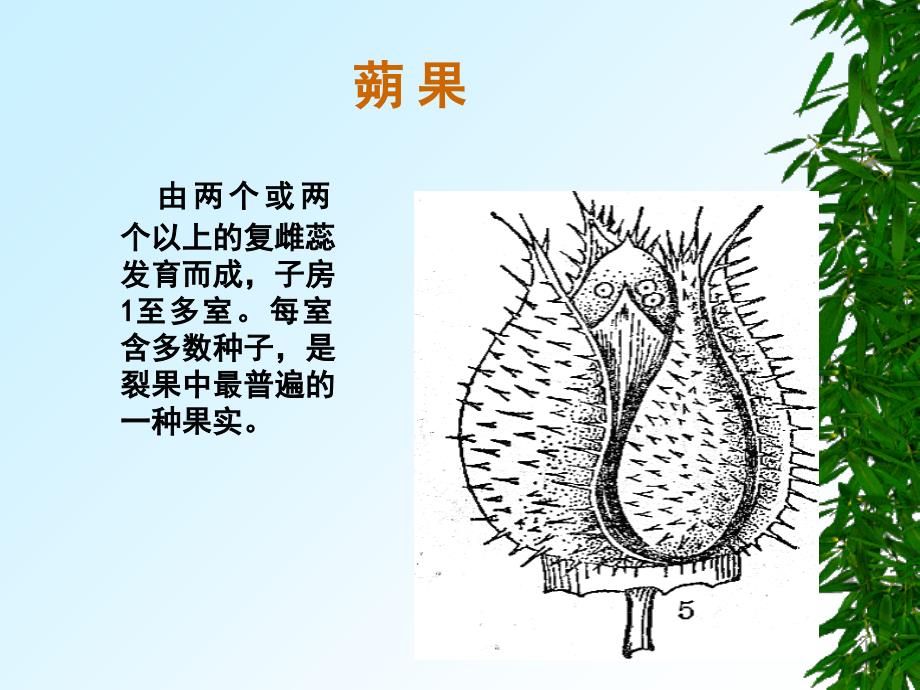 《果实的形态》PPT课件_第1页
