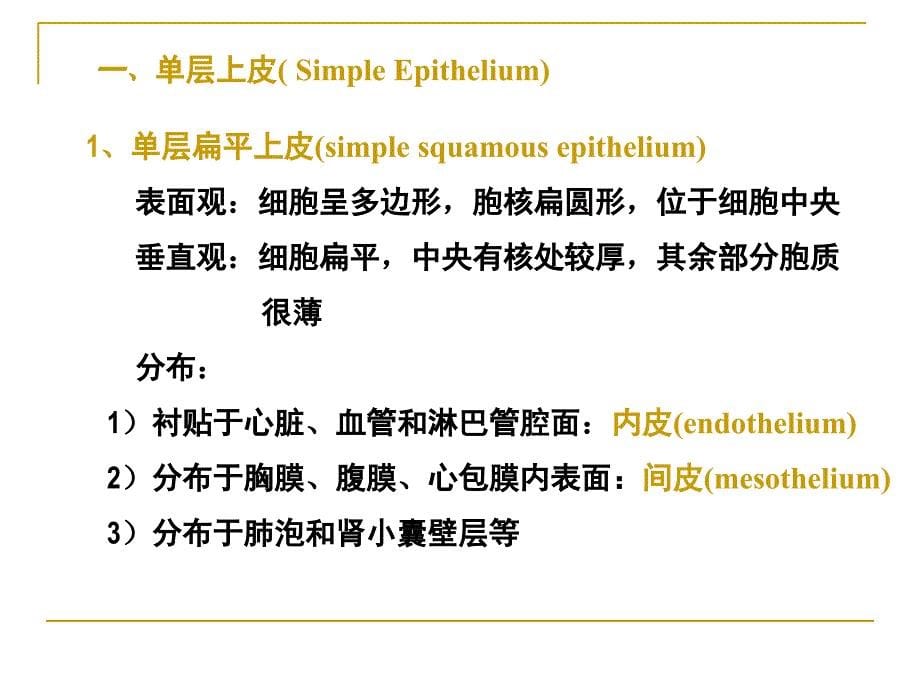 《细胞和基本组织》PPT课件_第5页