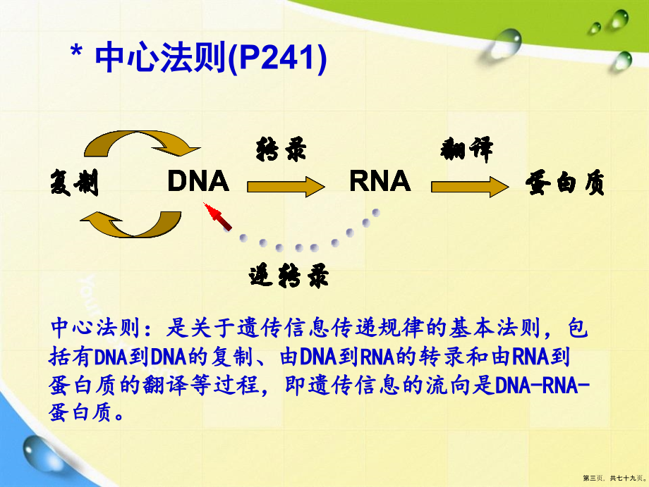 第十三基因信息的传递讲课文档_第3页