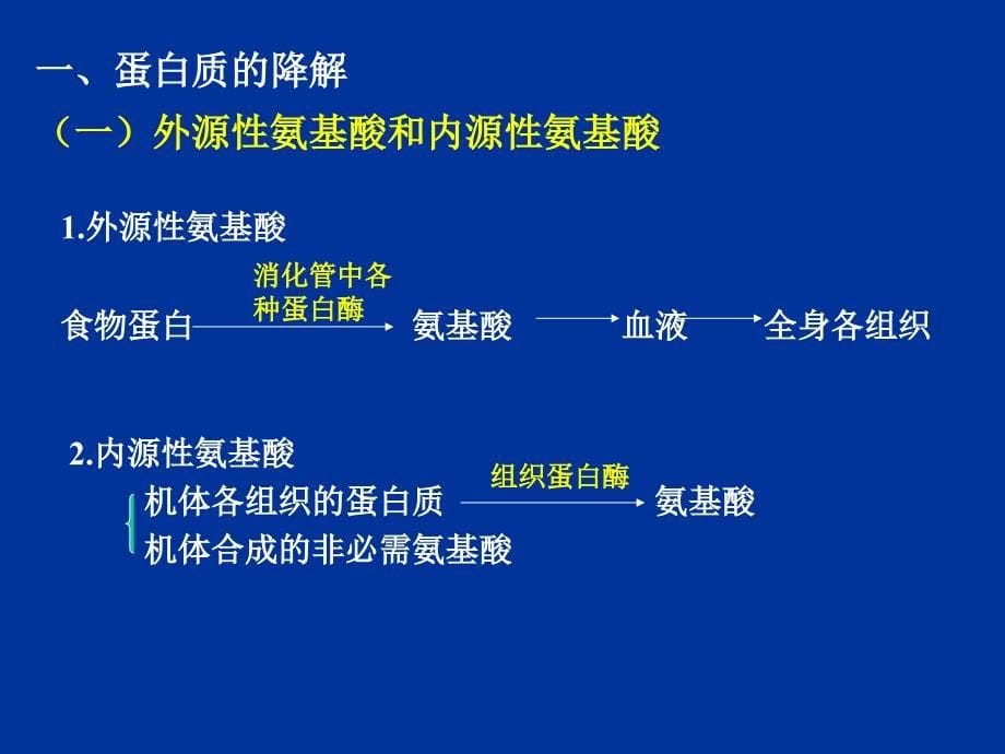 《蛋白质代谢教学》PPT课件_第5页