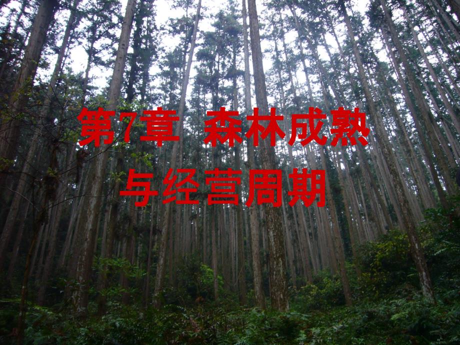 森林经理课件_第1页