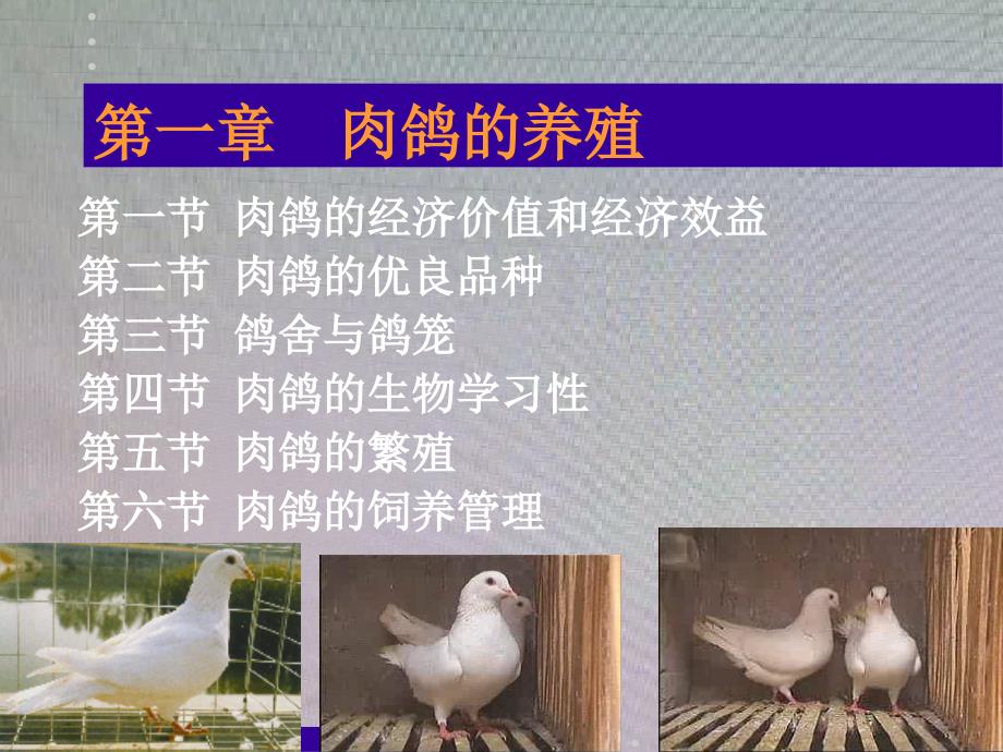 项目十一肉鸽的养殖_第2页