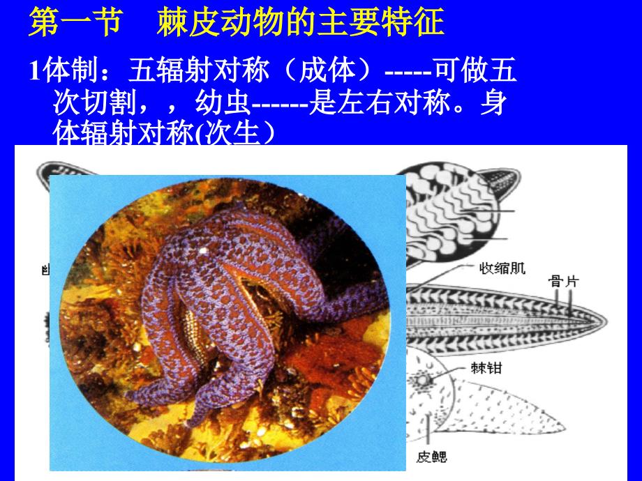 修改棘皮课件_第2页