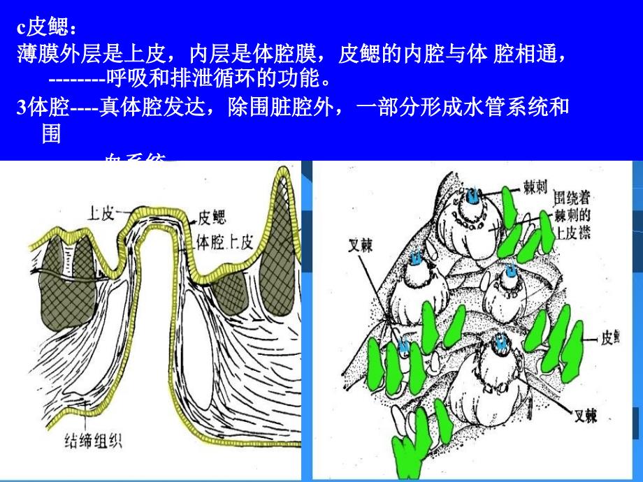 修改棘皮课件_第4页