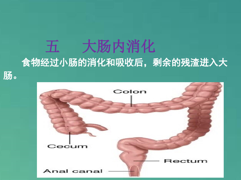 《人体解剖生理学》消化与吸收课件PPT课件_第2页